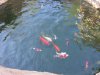 IMG_4756.JPG IMG_4756.JPG