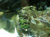 ImageUploadedByMonsterAquariaNetwork1346723886.245616.jpg