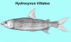 Hydocynus_vittatus.JPG