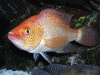 snook124.gif snook124.gif