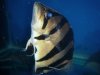 fish 3 046.jpg