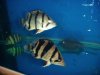 fish 3 069.jpg