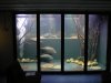 jack in tank 001.jpg