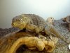 iguana 001.jpg iguana 001.jpg