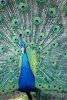 peacock.jpg