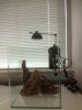 ImageUploadedByMonsterAquariaNetwork1347234516.722503.jpg