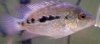 ImageUploadedByMonsterAquariaNetwork1347676092.581322.jpg ImageUploadedByMonsterAquariaNetwork1347676092.581322.jpg