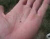 chinch bug.jpg