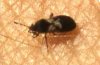 chinch bug2.jpg