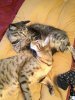 ImageUploadedByMonsterAquariaNetwork1348002512.829006.jpg