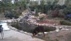 Pond 37.jpg