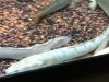 P. weeksii.jpg P. weeksii.jpg