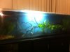 new tank 2.JPG