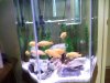 fish.jpg