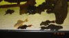 PLECO.GROUP3.JPG PLECO.GROUP3.JPG