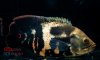 Astronotus Ocellatus 'Krome'.jpg