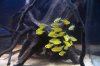 lemons 1.jpg