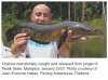 Snakehead_1251_69a.jpg