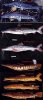 ImageUploadedByMonsterAquariaNetwork1349056581.575094.jpg