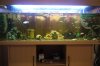Fishy Tank 059.JPG Fishy Tank 059.JPG