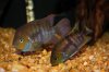 IMG_7670cichlid.JPG