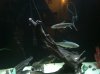 ImageUploadedByMonsterAquariaNetwork1349329165.569125.jpg ImageUploadedByMonsterAquariaNetwork1349329165.569125.jpg