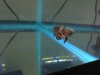 ImageUploadedByMonsterAquariaNetwork1350067413.053527.jpg