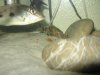 pleco 011.JPG