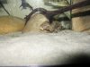 pleco 017.JPG