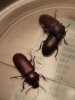 mealworm_beetles.jpg mealworm_beetles.jpg