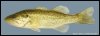 LARGEMOUTH%20BASS[1].jpg