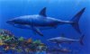 m%20Megalodon_Great%20White.jpg