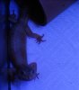 gecko1.jpg