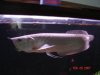FISH 2007 071.jpg
