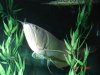 FISH 2007 214.jpg