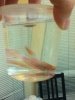 ImageUploadedByMonsterAquariaNetwork1350606303.522653.jpg