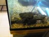 fish pics 053.JPG