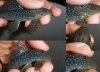 blue-pheantoms.jpg