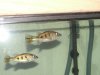 bass 10-19-12 012.JPG