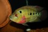 IMG_4130Cichlids1.JPG