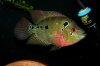 IMG_4108Cichlids1.JPG