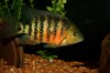 IMG_4120Cichlids1.JPG