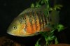 IMG_4136Cichlids12.JPG