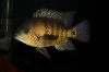 IMG_4161Cichlids12.JPG