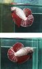 ImageUploadedByMonsterAquariaNetwork1350717260.511376.jpg