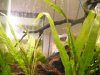 pipefish.JPG