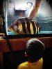 ImageUploadedByMonsterAquariaNetwork1351197899.482915.jpg