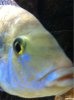 ImageUploadedByMonsterAquariaNetwork1351206189.583004.jpg