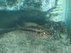 IMG_1011.JPG