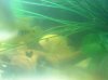 ImageUploadedByMonsterAquariaNetwork1351378146.321711.jpg